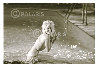 Marilyn Monroe Platinum Suite of 8 Prints 1962 Photography by Lawrence Schiller - 5