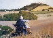 Hawk in Napa 38x49 Original Painting by Aldo Luongo - 0