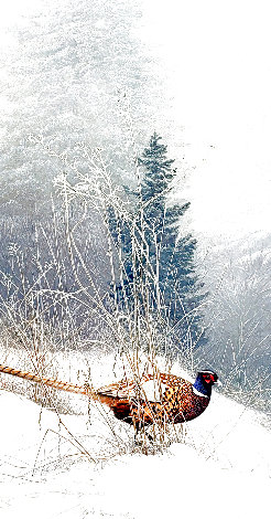 Color in the Snow 1989 - Pheasant Limited Edition Print - Stephen Lyman