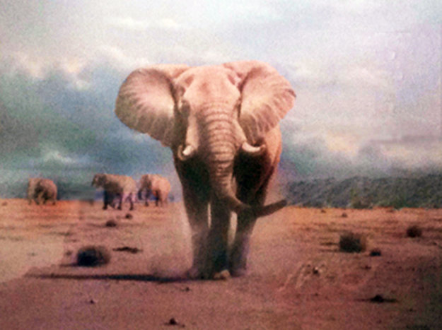Elephant Territory 1988 Limited Edition Print by Rob MacIntosh Elephant Territory 1988 Limited Edition Print by Rob MacIntosh
