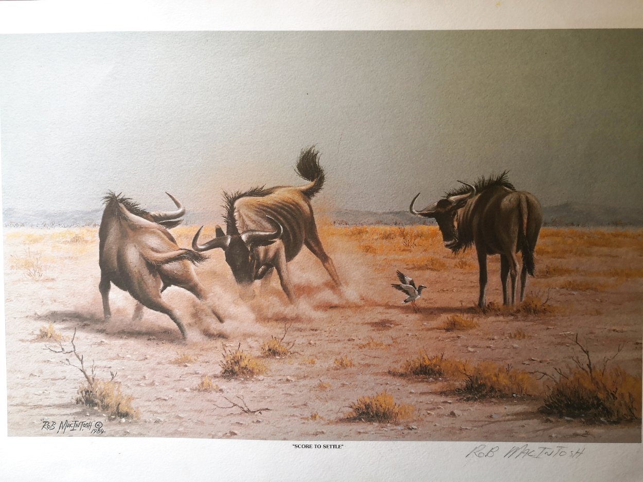 Score to Settle, Disturbed Jumbo, Reclining Cheetahs 1984, Set of 3 Prints Limited Edition Print by Rob MacIntosh Score to Settle, Disturbed Jumbo, Reclining Cheetahs 1984, Set of 3 Prints Limited Edition Print by Rob MacIntosh