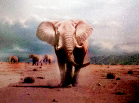 Elephant Territory 1988 Limited Edition Print - Rob MacIntosh