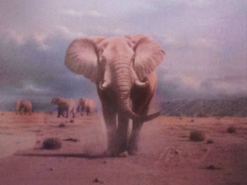 Elephant Territory 1988 30x35 Limited Edition Print - Rob MacIntosh