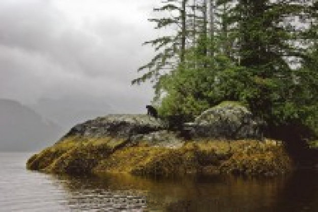 Guardian of Knight Inlet Panorama by Thomas Mangelsen Guardian of Knight Inlet Panorama by Thomas Mangelsen