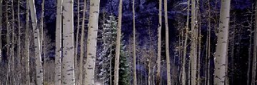 White River Aspens Panorama - Thomas Mangelsen White River Aspens Panorama - Thomas Mangelsen