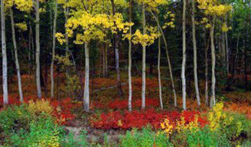 Among the Aspens Panorama - Thomas Mangelsen Among the Aspens Panorama - Thomas Mangelsen