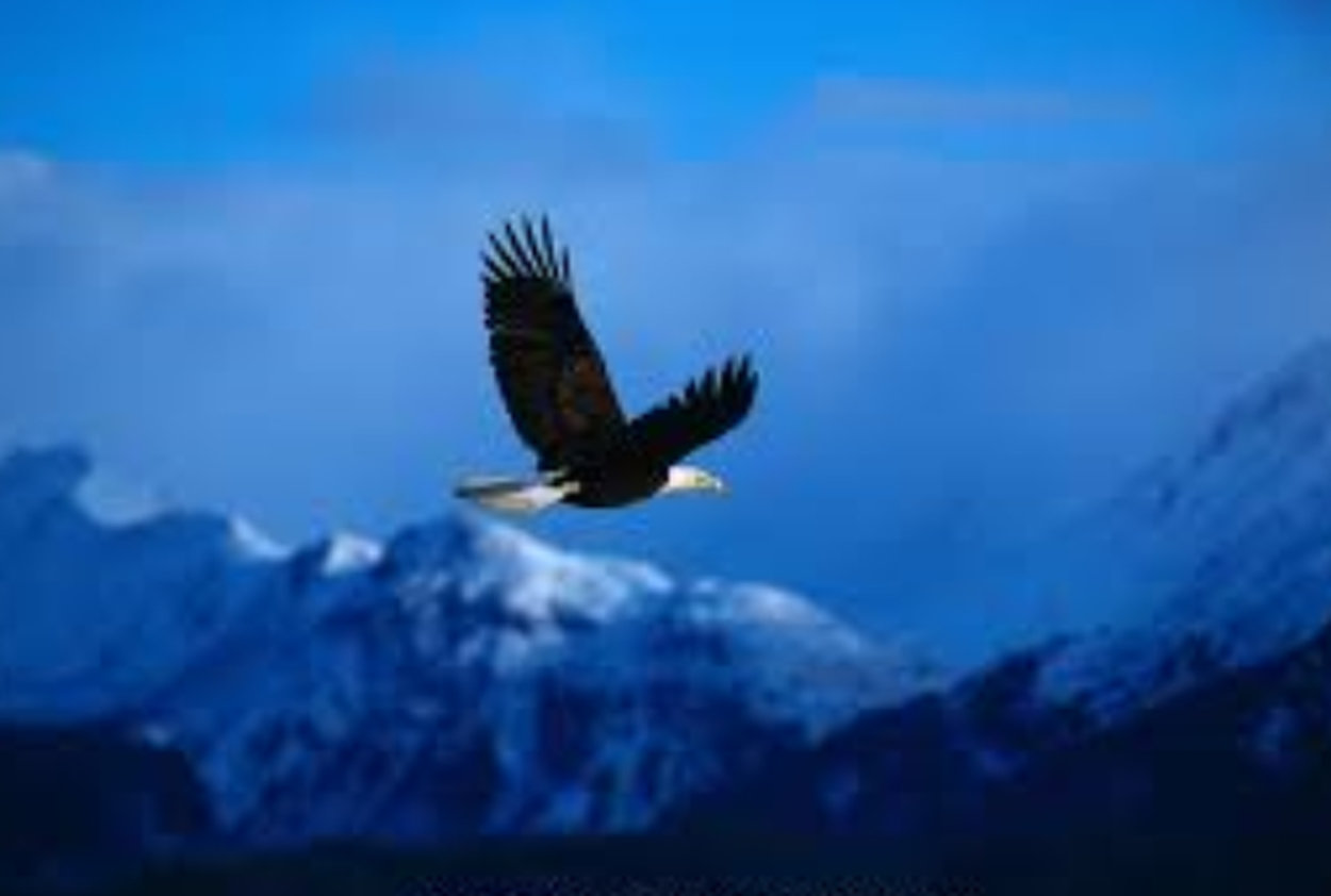 High Country Flight - Eagle  Panorama by Thomas Mangelsen