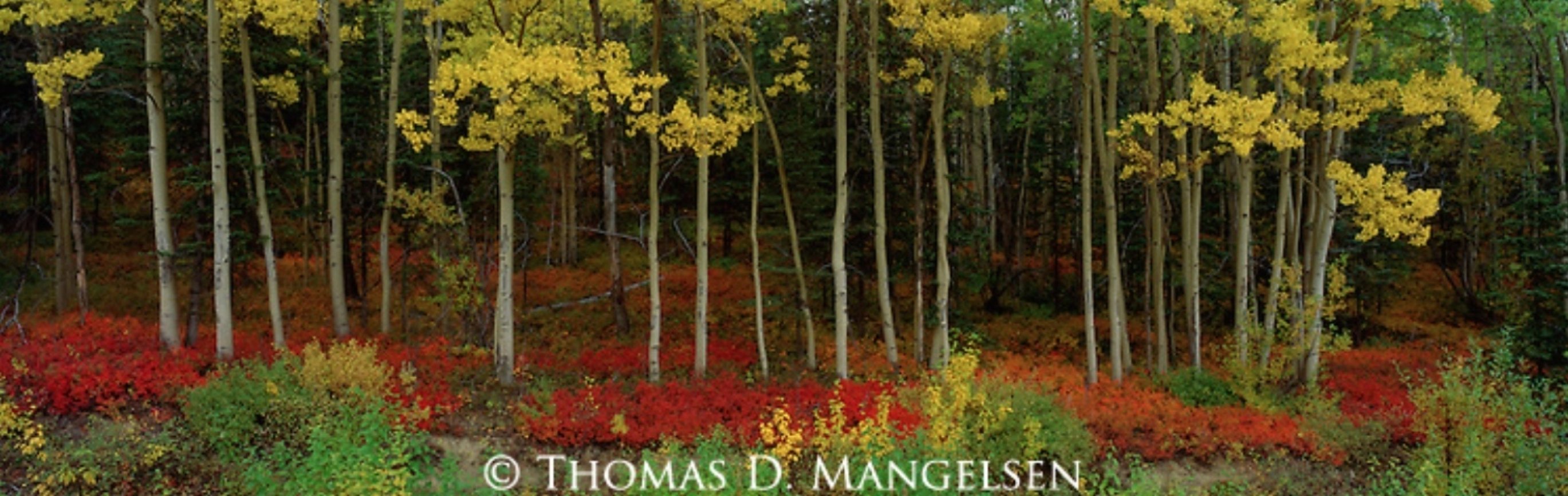 Among the Aspens Panorama by Thomas Mangelsen Among the Aspens Panorama by Thomas Mangelsen