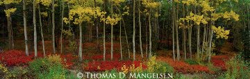 Among the Aspens Panorama - Thomas Mangelsen Among the Aspens Panorama - Thomas Mangelsen