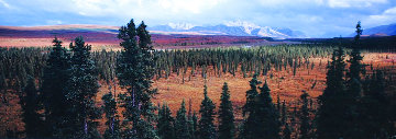 Season Passing (Denali) AP 1.5M Huge Panorama - Thomas Mangelsen Season Passing (Denali) AP 1.5M Huge Panorama - Thomas Mangelsen