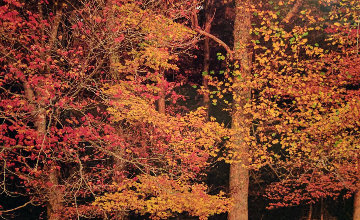 Colors of the Smokies Panorama - Thomas Mangelsen Colors of the Smokies Panorama - Thomas Mangelsen