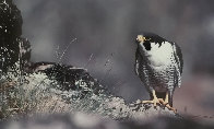 Eye of the Falcon - Peregrine Panorama by Thomas Mangelsen - 0