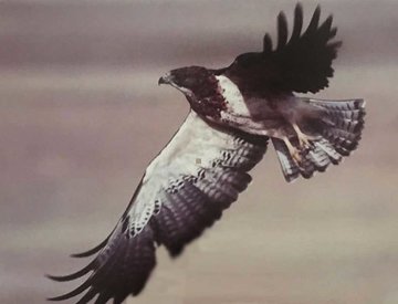 Untitled (Eagle) Panorama - Thomas Mangelsen Untitled (Eagle) Panorama - Thomas Mangelsen