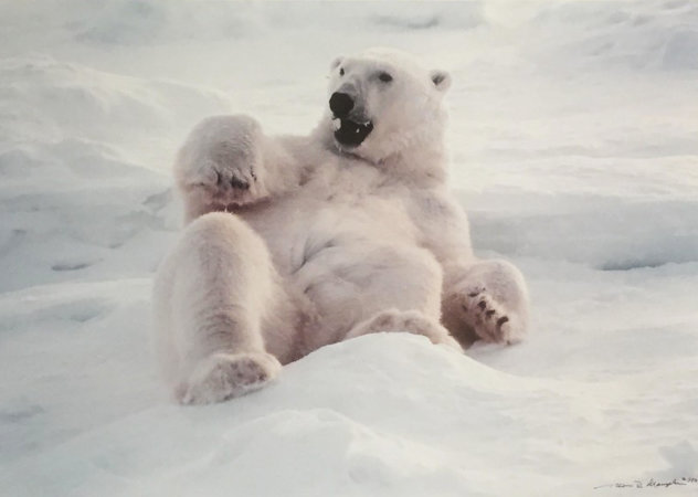Feels Good - Polar Bear Panorama by Thomas Mangelsen