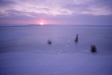 Arctic Nights Panorama - Thomas Mangelsen