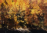 Fire of Autumn Panorama by Thomas Mangelsen - 0