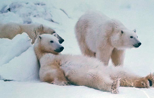 Bad Boys of the Arctic Panorama by Thomas Mangelsen Bad Boys of the Arctic Panorama by Thomas Mangelsen