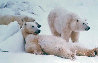 Bad Boys of the Arctic Panorama by Thomas Mangelsen - 0 Bad Boys of the Arctic Panorama by Thomas Mangelsen - 0