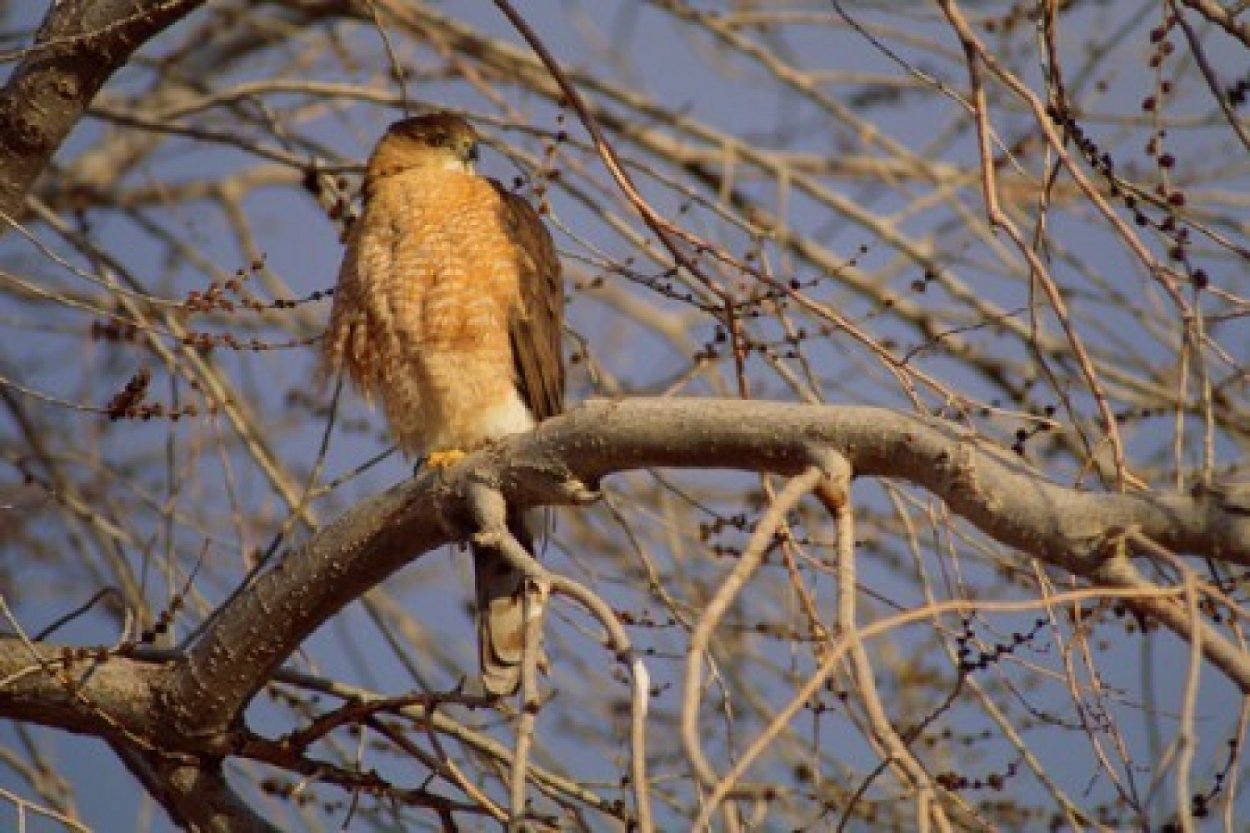Morning Roost - Cooper's Hawk Panorama by Thomas Mangelsen