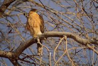 Morning Roost - Cooper's Hawk Panorama by Thomas Mangelsen - 0 Morning Roost - Cooper's Hawk Panorama by Thomas Mangelsen - 0