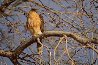 Morning Roost - Cooper's Hawk Panorama by Thomas Mangelsen - 0