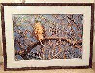 Morning Roost - Cooper's Hawk Panorama by Thomas Mangelsen - 8 Morning Roost - Cooper's Hawk Panorama by Thomas Mangelsen - 8