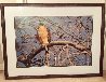 Morning Roost - Cooper's Hawk Panorama by Thomas Mangelsen - 8