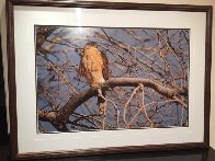 Morning Roost - Cooper's Hawk Panorama by Thomas Mangelsen - 1 Morning Roost - Cooper's Hawk Panorama by Thomas Mangelsen - 1