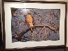 Morning Roost - Cooper's Hawk Panorama by Thomas Mangelsen - 1