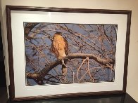 Morning Roost - Cooper's Hawk Panorama by Thomas Mangelsen - 2 Morning Roost - Cooper's Hawk Panorama by Thomas Mangelsen - 2
