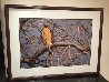 Morning Roost - Cooper's Hawk Panorama by Thomas Mangelsen - 2