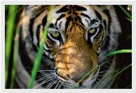 Tigers Eyes Panorama by Thomas Mangelsen - 1 Tigers Eyes Panorama by Thomas Mangelsen - 1