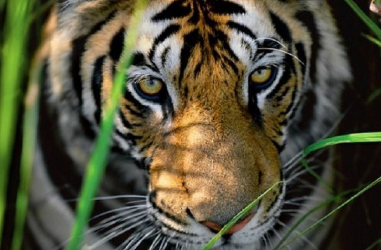 Tigers Eyes Panorama by Thomas Mangelsen