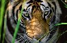 Tigers Eyes Panorama by Thomas Mangelsen - 0