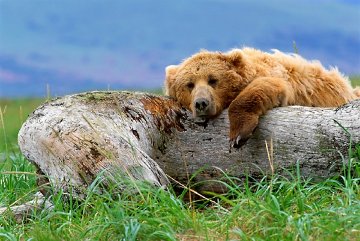 Life's a Bear Panorama - Thomas Mangelsen