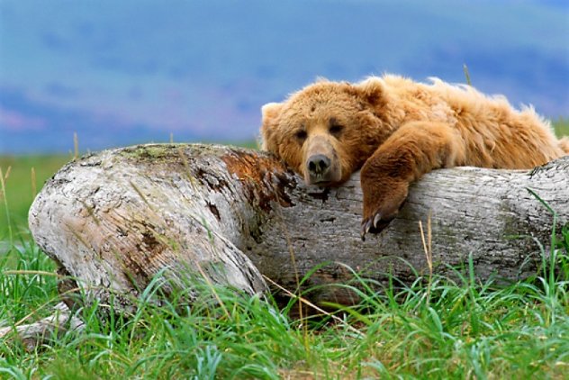 Life's a Bear Panorama by Thomas Mangelsen