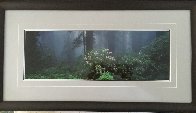 Serenity - Rhododendrons and Redwoods AP Panorama by Thomas Mangelsen - 2 Serenity - Rhododendrons and Redwoods AP Panorama by Thomas Mangelsen - 2