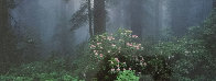 Serenity - Rhododendrons and Redwoods AP Panorama by Thomas Mangelsen - 1 Serenity - Rhododendrons and Redwoods AP Panorama by Thomas Mangelsen - 1
