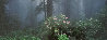Serenity - Rhododendrons and Redwoods AP Panorama by Thomas Mangelsen - 1