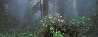 Serenity - Rhododendrons and Redwoods AP - California Panorama by Thomas Mangelsen - 2