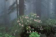 Serenity - Rhododendrons and Redwoods AP Panorama by Thomas Mangelsen - 0 Serenity - Rhododendrons and Redwoods AP Panorama by Thomas Mangelsen - 0