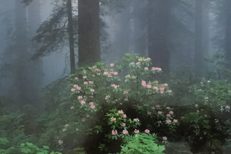 Serenity - Rhododendrons and Redwoods AP Panorama - Thomas Mangelsen