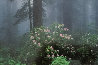 Serenity - Rhododendrons and Redwoods AP Panorama by Thomas Mangelsen - 0
