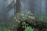 Serenity - Rhododendrons and Redwoods AP - California Panorama by Thomas Mangelsen - 0