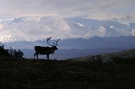 Caribou Country Panorama by Thomas Mangelsen - 6 Caribou Country Panorama by Thomas Mangelsen - 6