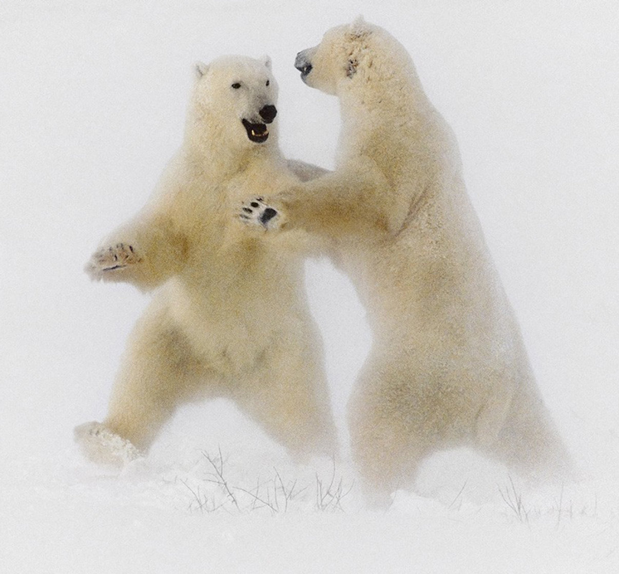 Polar Dance Panorama by Thomas Mangelsen Polar Dance Panorama by Thomas Mangelsen