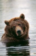Morning Bath Panorama by Thomas Mangelsen - 0 Morning Bath Panorama by Thomas Mangelsen - 0