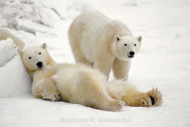 Lazy Boys Panorama by Thomas Mangelsen Lazy Boys Panorama by Thomas Mangelsen