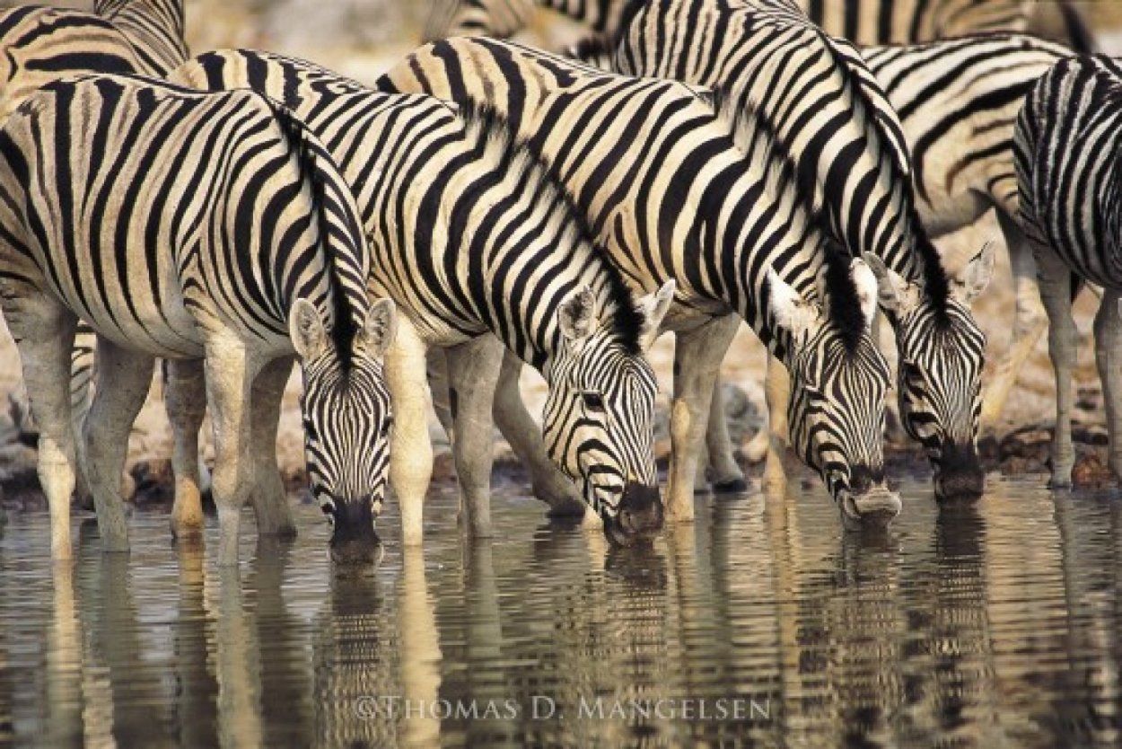 Dry Season - Zebras Panorama by Thomas Mangelsen