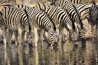 Dry Season - Zebras Panorama by Thomas Mangelsen - 0